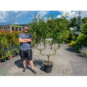 Jabloň domáca (Malus domestica) ´GOLDEN DELICIOUS´ - zimná, výška 180-200 cm, obvod kmeňa 4/6 cm, kont. C30L - TVAROVANÁ STENA (dvojité ´U´) 